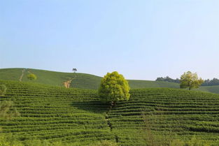 这茶山,就是金山银山