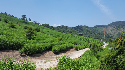 浙江安吉-白茶网是白茶产业服务平台,为宣传原产地的安吉白茶品牌、安吉白茶价格,服务茶农茶企