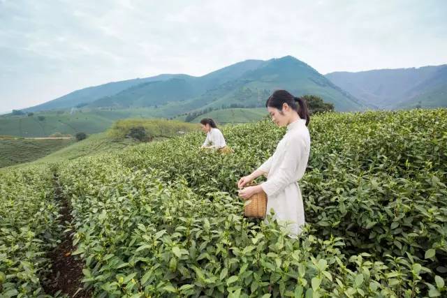 安吉白茶,你凭啥这么牛?