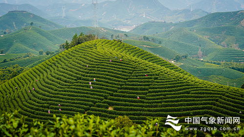 探访春茶季浙江茶叶数字化气象服务 茶叶生产从 凭经验 到 看数据