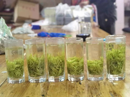 不允许商业开发 至今保留原生态 安吉白茶核心地理保护区少有人知
