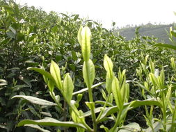 2010年安吉白茶茶叶 白茶批发 一级50克 农家合作社直销