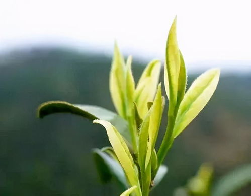 绿茶 安吉白茶为何叫 白茶 它的名字背后究竟隐藏了什么