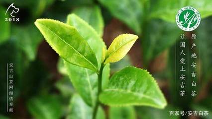 茶季后,递了头的安吉白茶园现在是什么样子