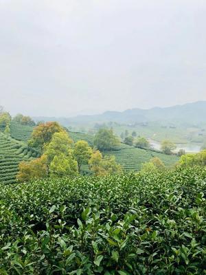 江浙沪首屈一指的亲子酒店养成记,安吉这座城堡专为孩子而生!