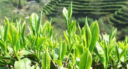 正宗的安吉白茶多少钱一斤?2021安吉白茶礼盒装一般的多少钱?