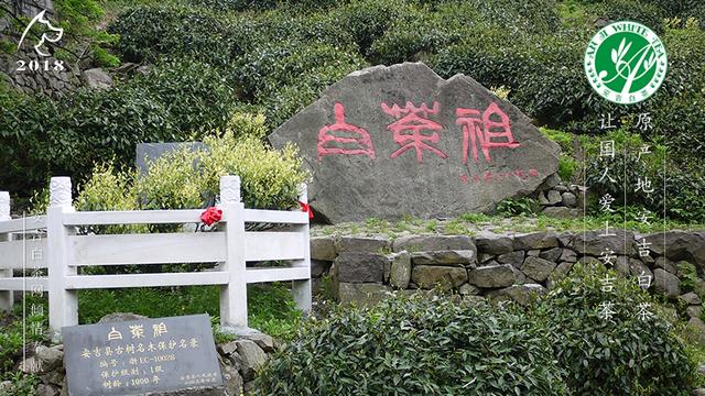 安吉白茶祖目前唯一存活的安吉白茶母树