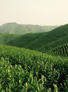 茶