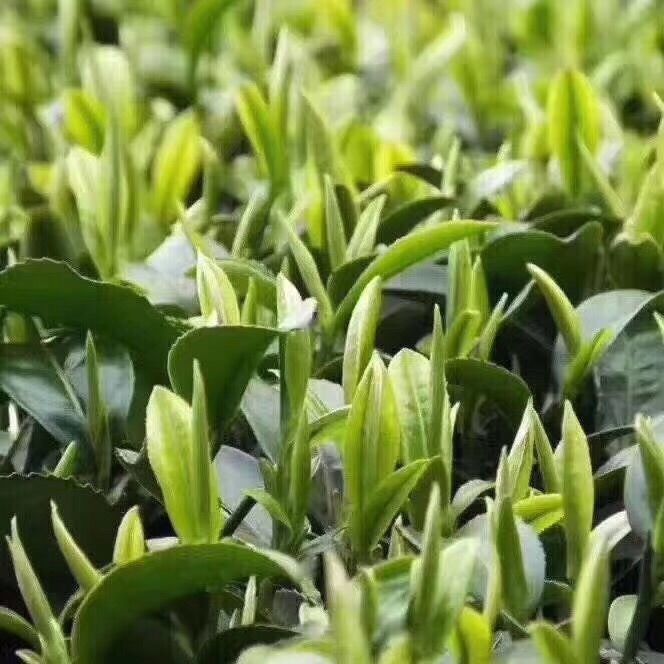 2019年安吉白茶开采前记录(3月2日)