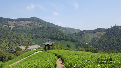 浙江安吉-白茶网是白茶产业服务平台,为宣传原产地的安吉白茶品牌、安吉白茶价格,服务茶农茶企