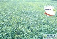 安吉白茶苗 浙江华福[供应]_安吉白茶苗 浙江华福价格_安吉白茶苗 浙江华福厂家_世界工厂网产品信息库