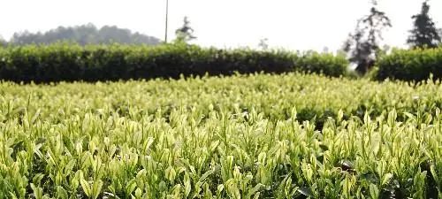 速度围观 6个茶区入围特色农产品优势区名单
