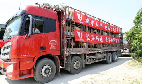 天能捐赠430只 共富羊 入川 东西协作再传佳话