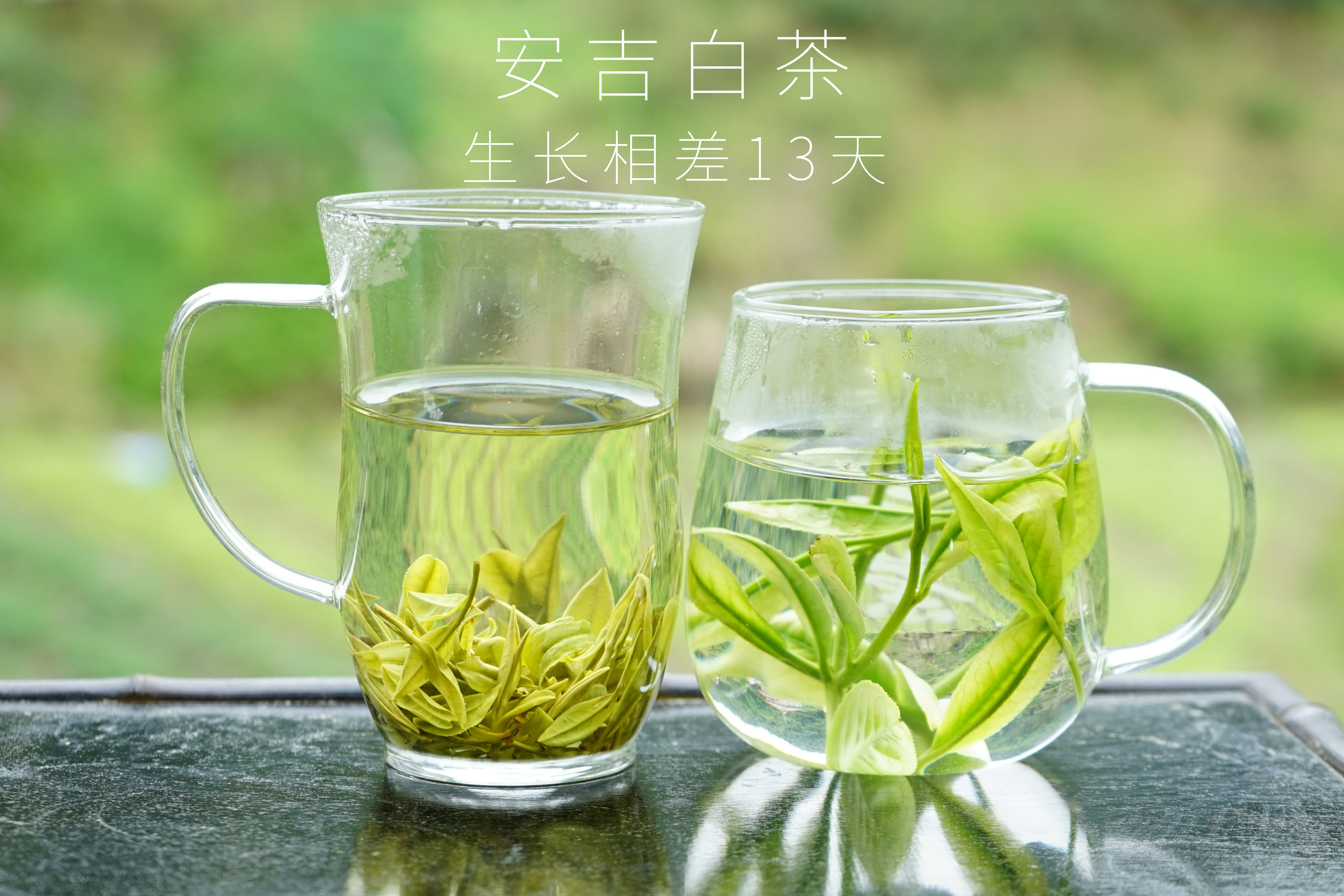 3月底头采安吉白茶340半斤