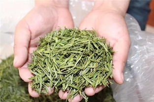 安吉白茶原来竟不是白茶吗