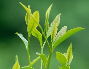 安吉白茶的制作工艺是怎样的