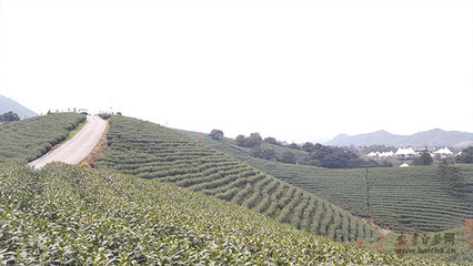 浙江安吉-白茶网是白茶产业服务平台,为宣传原产地的安吉白茶品牌、安吉白茶价格,服务茶农茶企