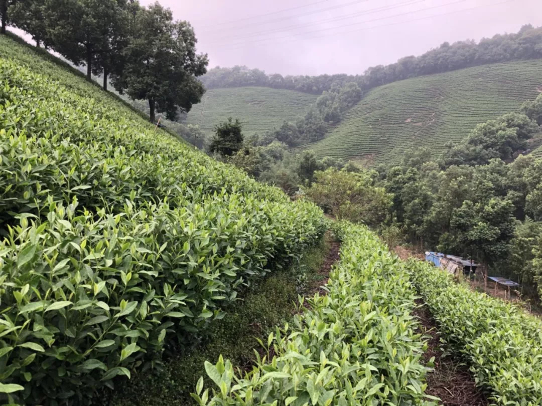 处暑节气:里岙山安吉白茶茶园生长记录
