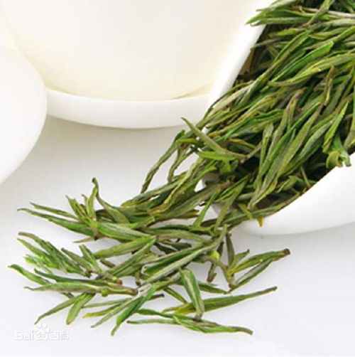 一缕茶香绕湖城 安吉白茶上市准备中