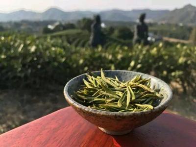 安吉白茶:你会分安吉白茶好坏了吗