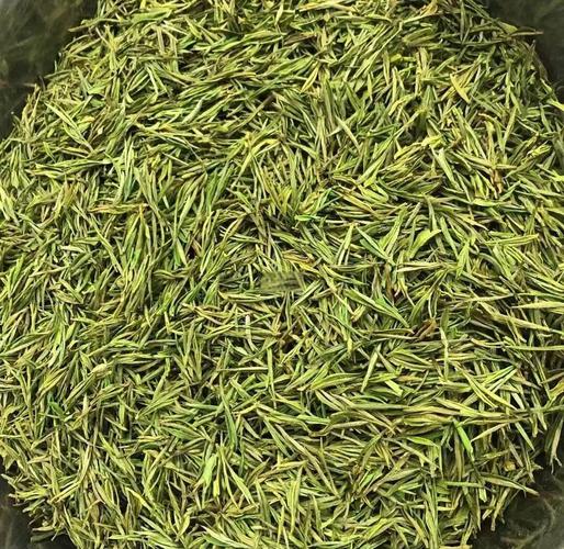 安吉白茶:春日里的翠玉凤羽