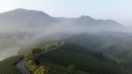 安吉白茶