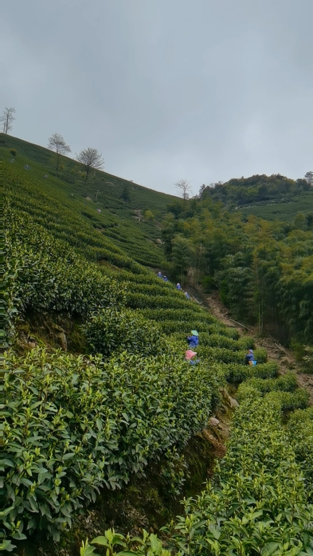 探寻安吉白茶溪龙黄杜村一号基地