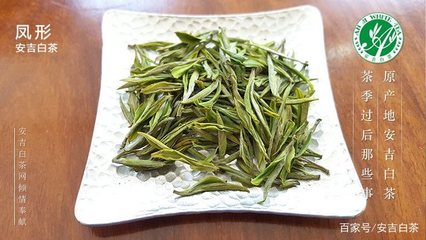 安吉白茶与白叶一号的渊源