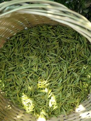 安吉白茶批发特惠 特级盒装，品质与价值的完美融合