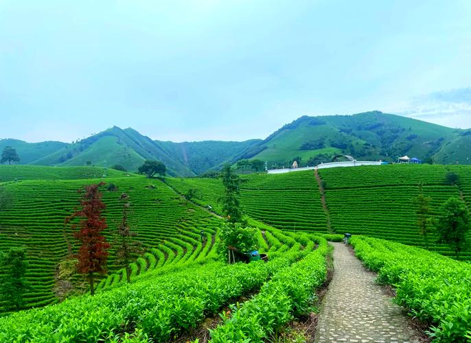 安吉白茶观景平台探秘小路